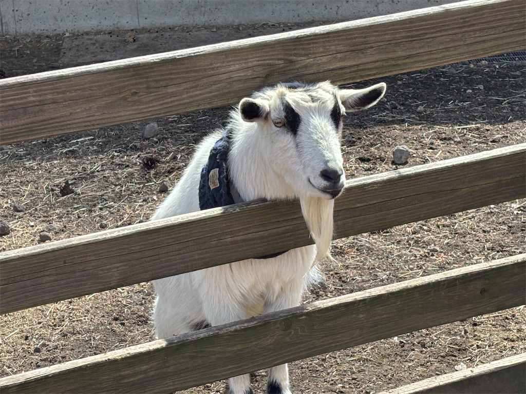 f:id:exloyks:20250405130753j:image