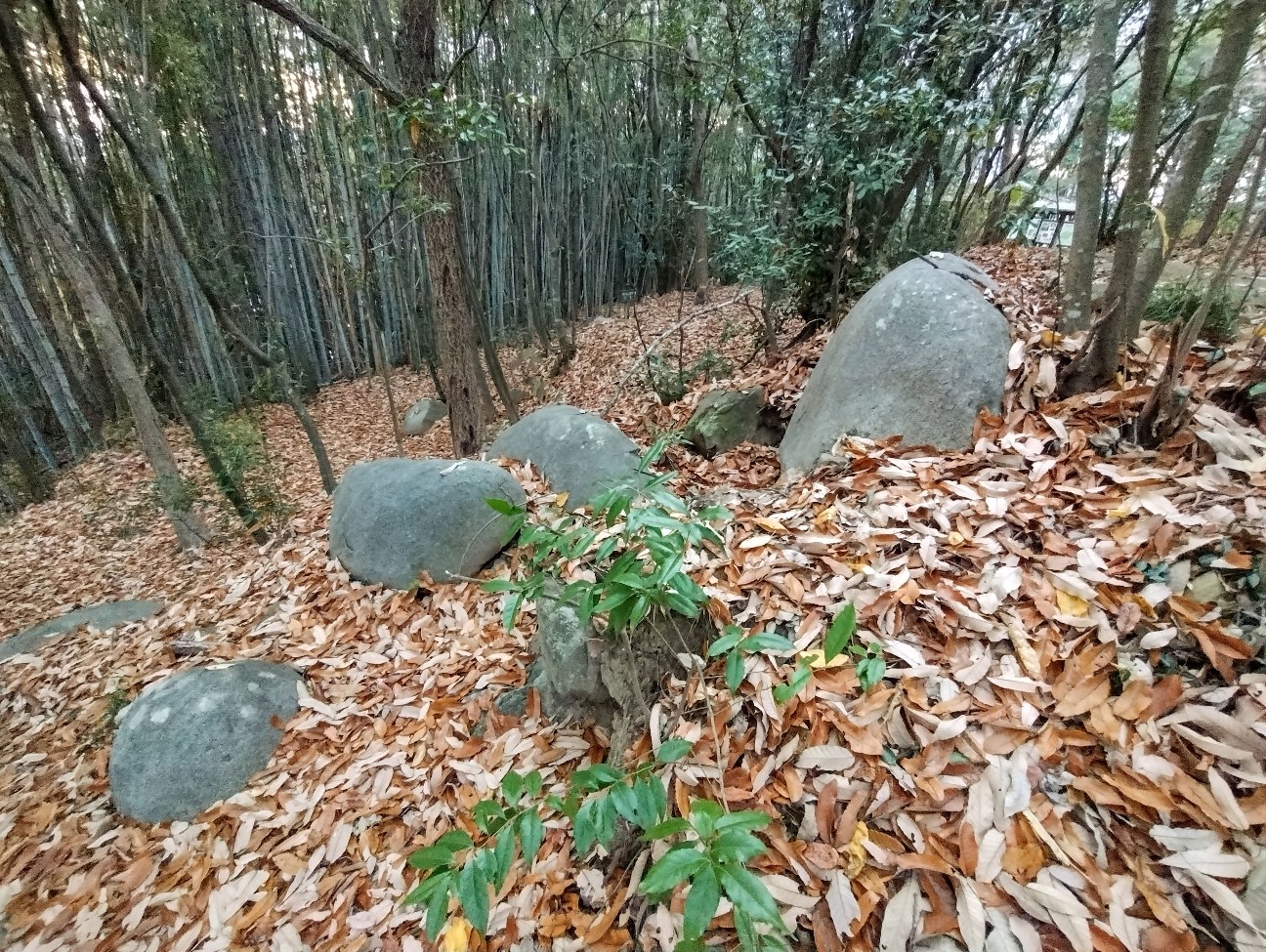 f:id:exmaruisu:20251220193127j:image