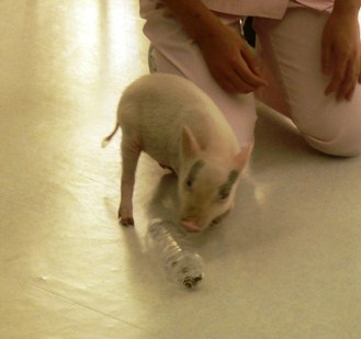 f:id:exotic-ah:20100106135016j:image