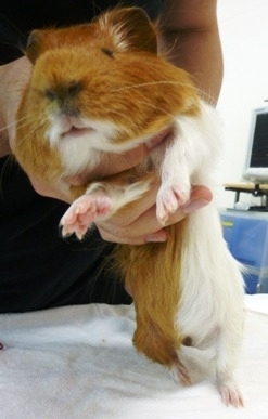 f:id:exotic-ah:20100512162412j:image