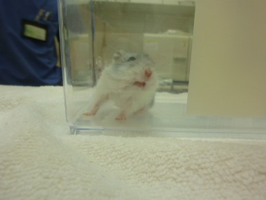 f:id:exotic-ah:20100606192316j:image