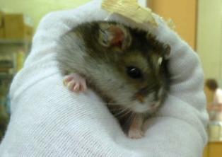 f:id:exotic-ah:20100726170557j:image