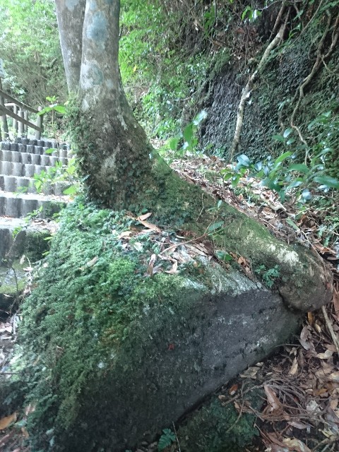 f:id:experico:20190121132444j:image f:id:experico:20190121132444j:image