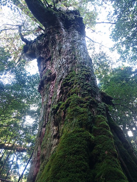 f:id:experico:20190206203127j:image f:id:experico:20190206203127j:image