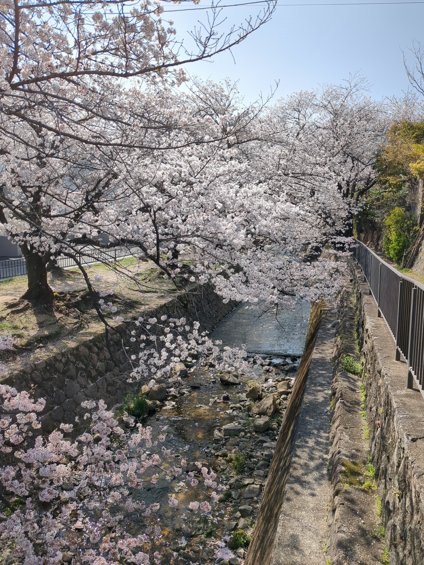 Google Pixel 6a で撮る、感動の桜 - expwakui's act