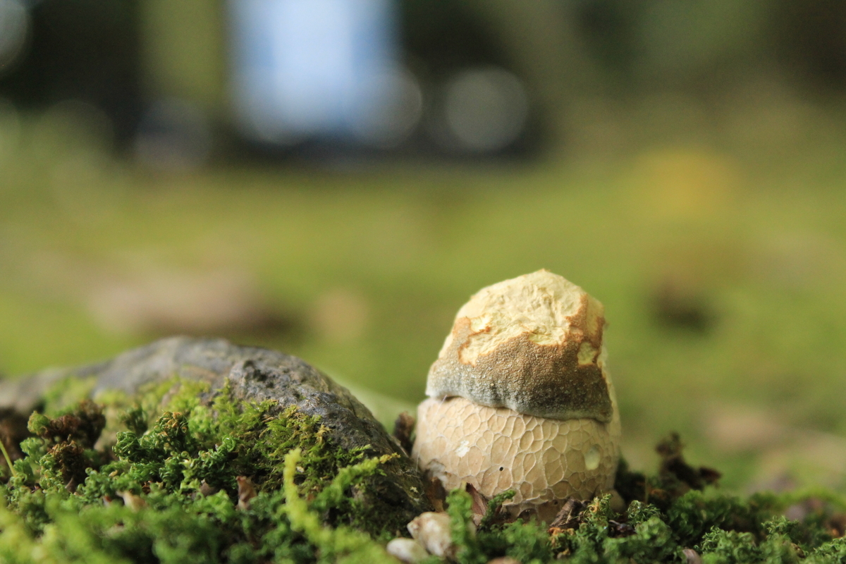 2025年7月27日 静岡県掛川市 - キノコと田舎遊び