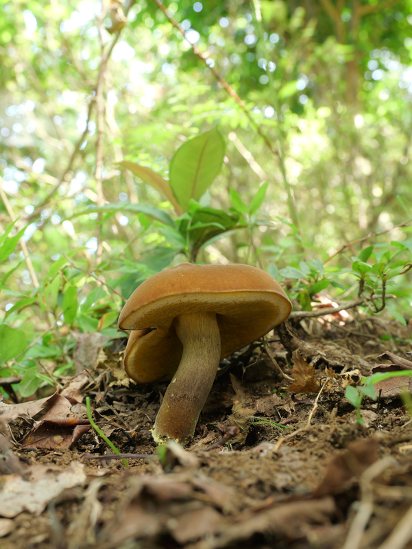 キアシヤマドリタケ(仮称)？