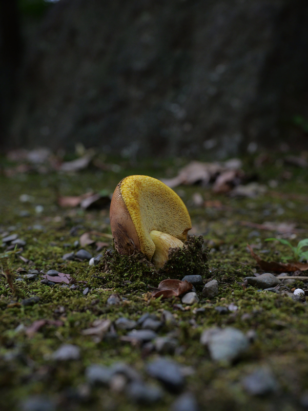 Lanmaoa angustispora？