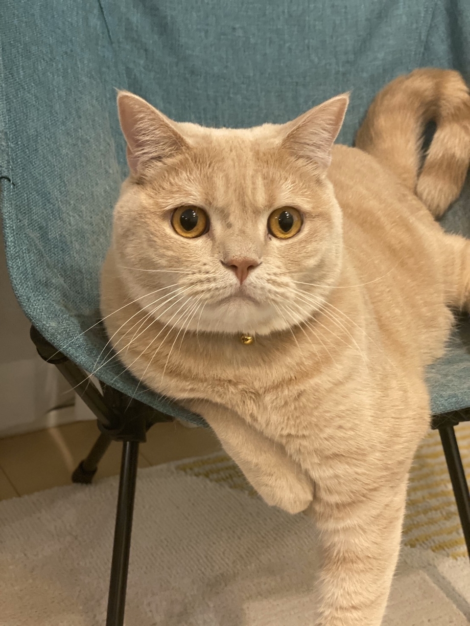 f:id:exw_mesi:20190926210724j:plain