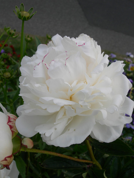 f:id:eyck:20080606160457j:image