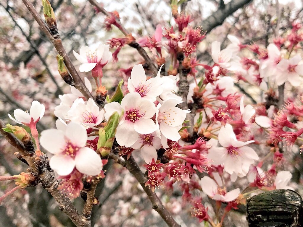 f:id:eyerony:20180402130950j:image f:id:eyerony:20180402130950j:image
