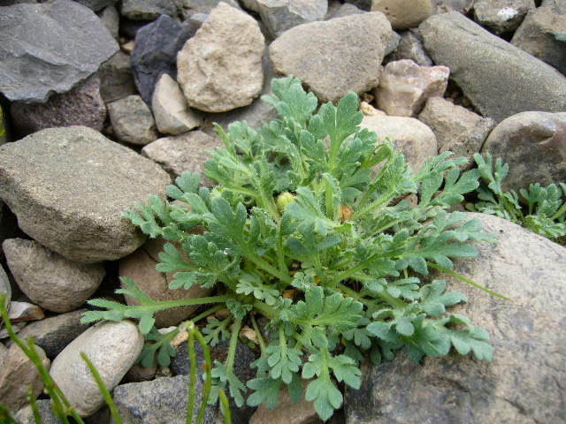 f:id:ezoengosaku:20090531075202j:image:w400
