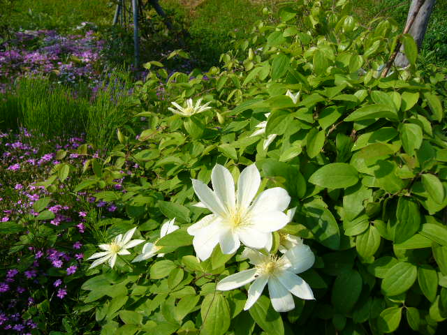 f:id:ezoengosaku:20100214160053j:image