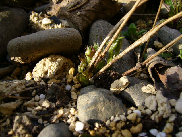 f:id:ezoengosaku:20100518064817j:image