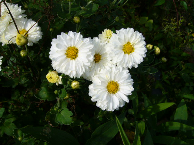 f:id:ezoengosaku:20100920143137j:image