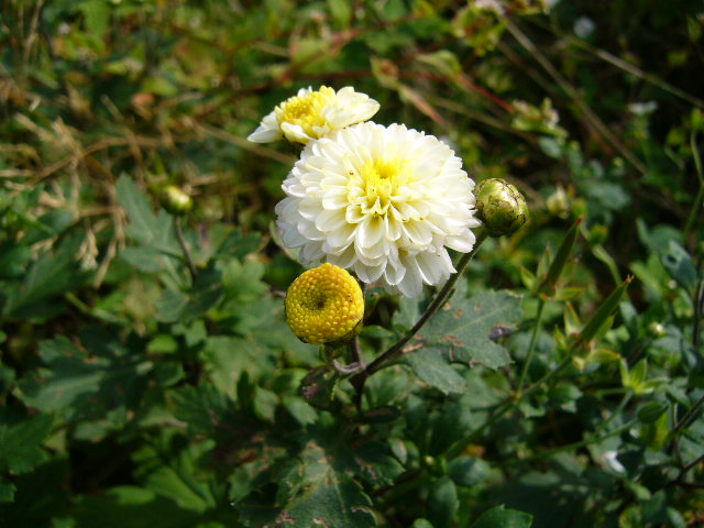 f:id:ezoengosaku:20100920145253j:image