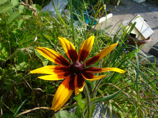 f:id:ezoengosaku:20110803075625j:image