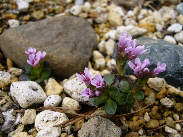 f:id:ezoengosaku:20120509094942j:image