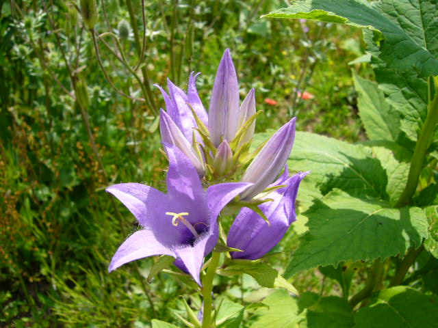 f:id:ezoengosaku:20120718120159j:image