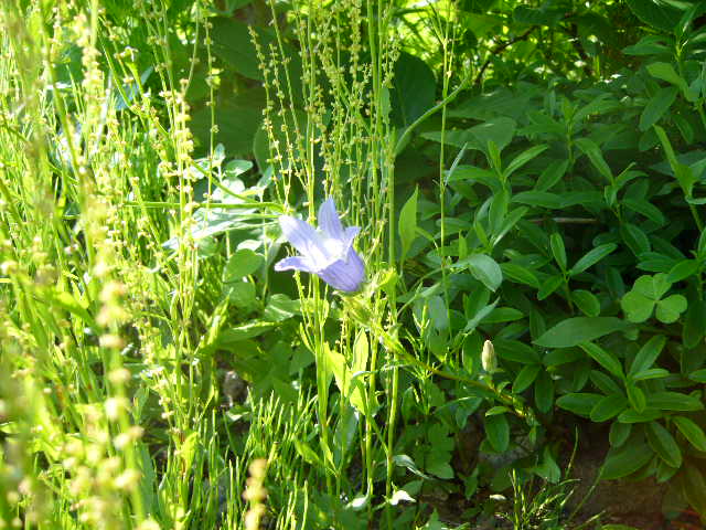 f:id:ezoengosaku:20130708161600j:image