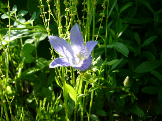 f:id:ezoengosaku:20130708161618j:image