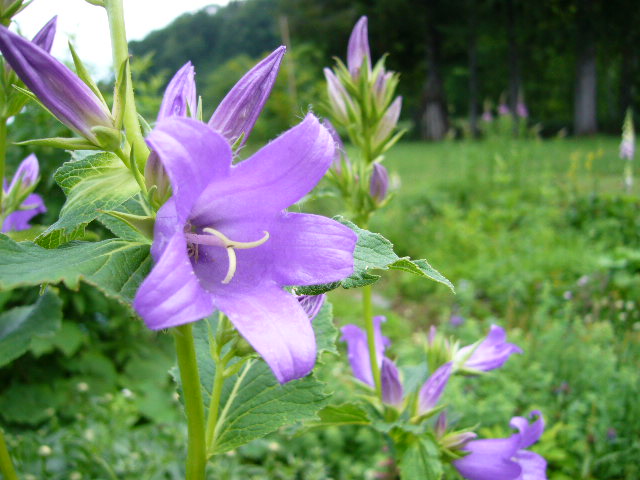 f:id:ezoengosaku:20130710161226j:image