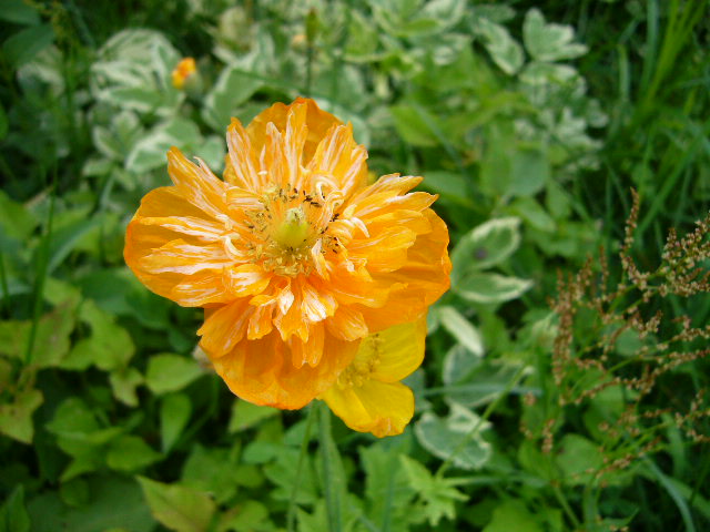 f:id:ezoengosaku:20130716094357j:image