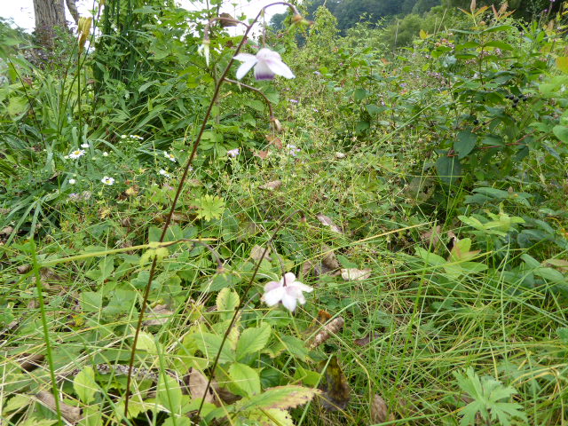 f:id:ezoengosaku:20160916120800j:image