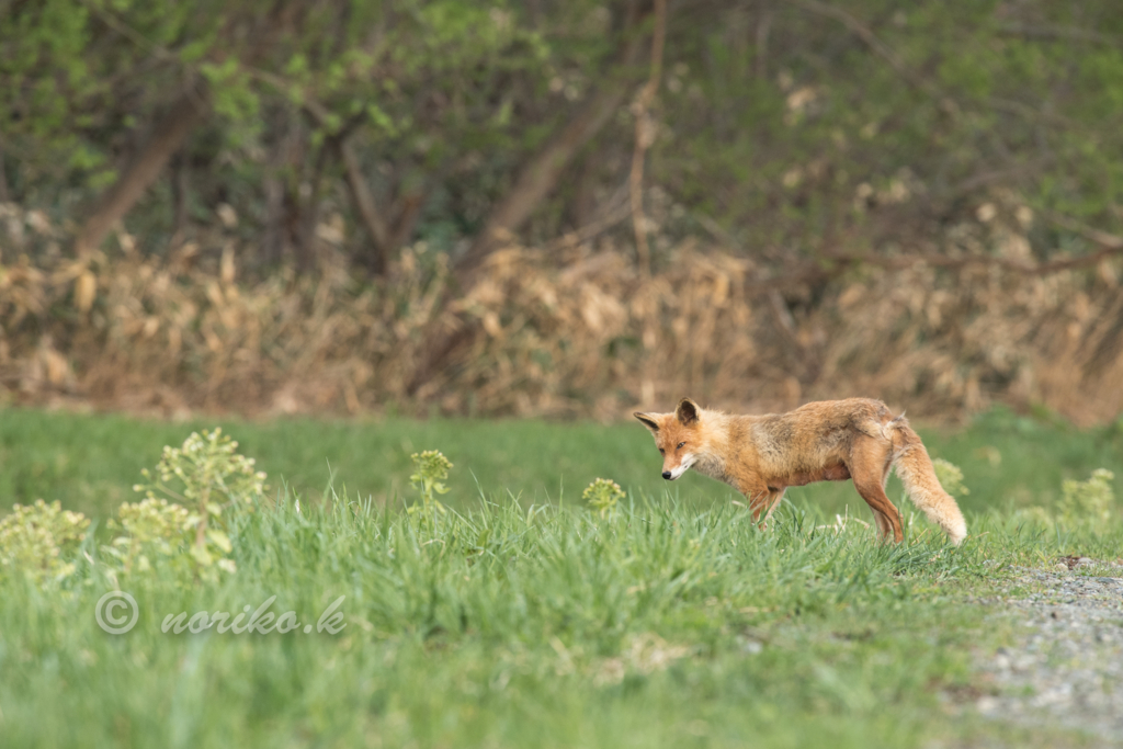 f:id:ezorisu-nk:20180501224755j:plain