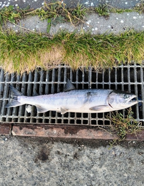 f:id:ezosuma:20201012151339j:image f:id:ezosuma:20201012151339j:image