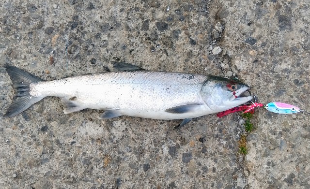 f:id:ezosuma:20201108162607j:image f:id:ezosuma:20201108162607j:image