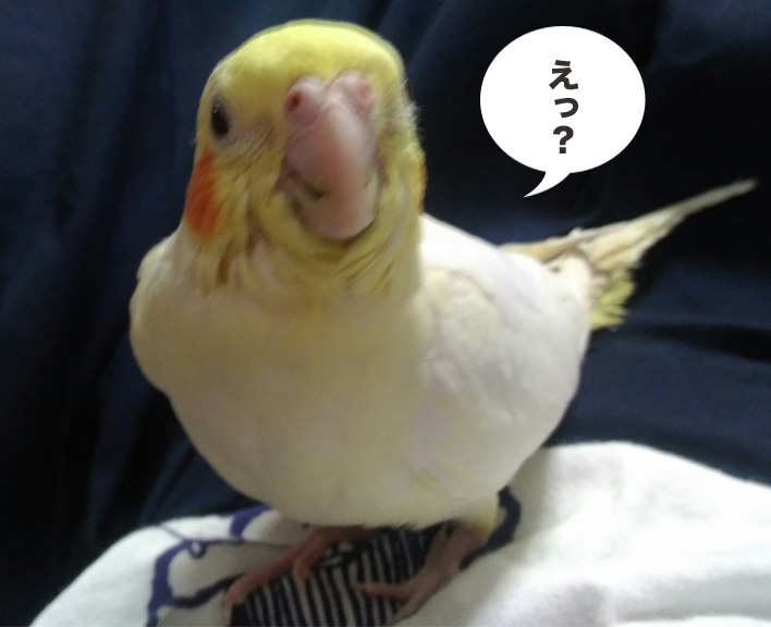 f:id:ezoushimemo:20180614064623j:plain f:id:ezoushimemo:20180614064623j:plain
