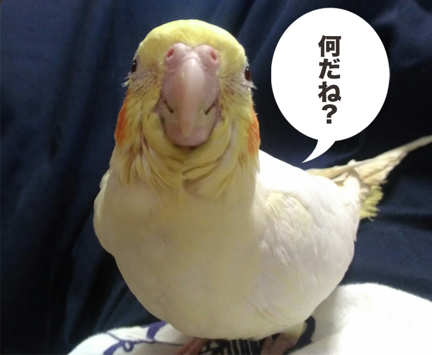 f:id:ezoushimemo:20180614064814j:plain f:id:ezoushimemo:20180614064814j:plain