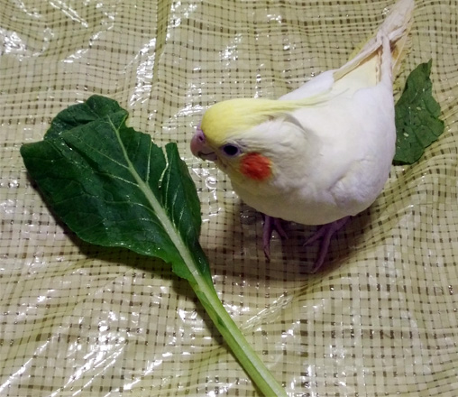 f:id:ezoushimemo:20180614064835j:plain f:id:ezoushimemo:20180614064835j:plain