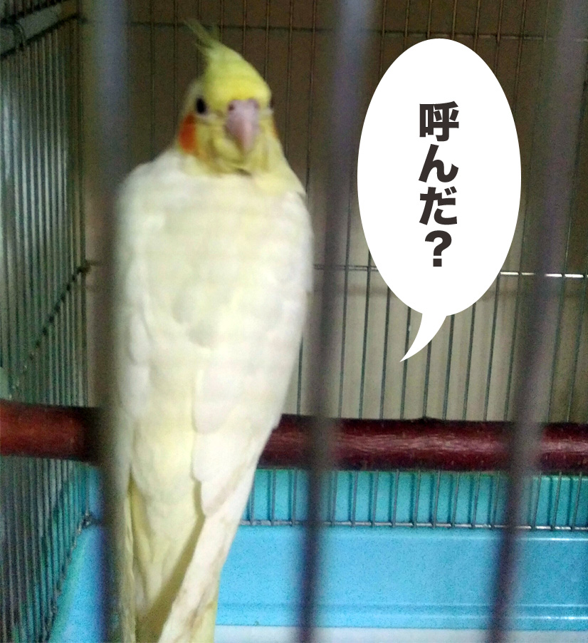 f:id:ezoushimemo:20180614064905j:plain f:id:ezoushimemo:20180614064905j:plain