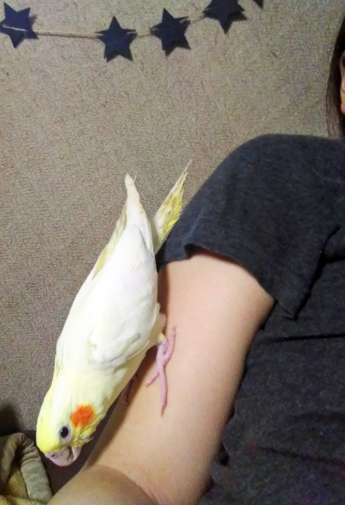 f:id:ezoushimemo:20180703200725j:plain f:id:ezoushimemo:20180703200725j:plain