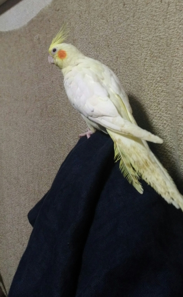 f:id:ezoushimemo:20180703201248j:plain f:id:ezoushimemo:20180703201248j:plain
