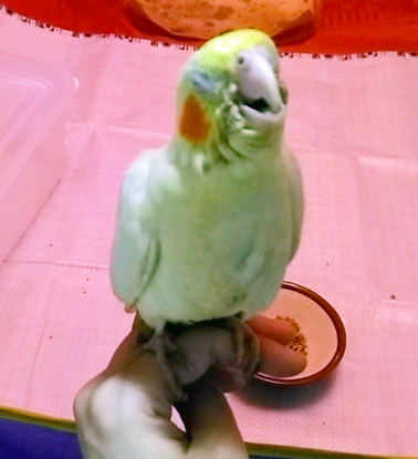 f:id:ezoushimemo:20180716014709p:plain f:id:ezoushimemo:20180716014709p:plain