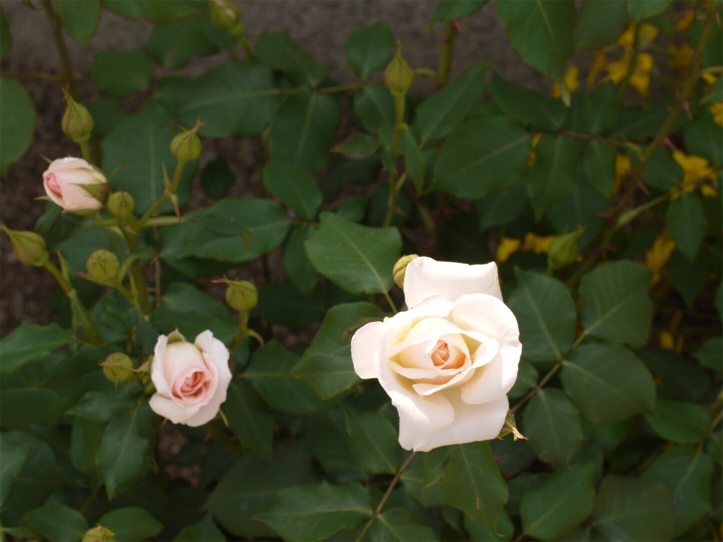 f:id:ezra8789:20250501175759j:image
