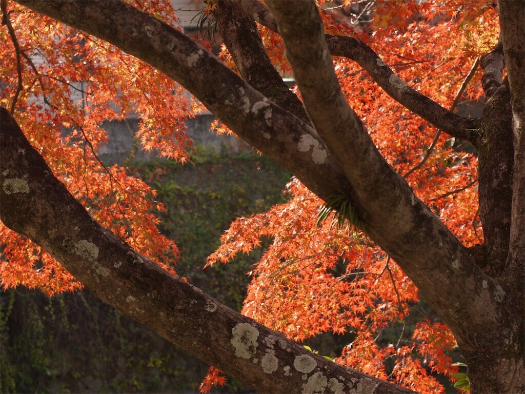 f:id:ezra8789:20251203200515j:image