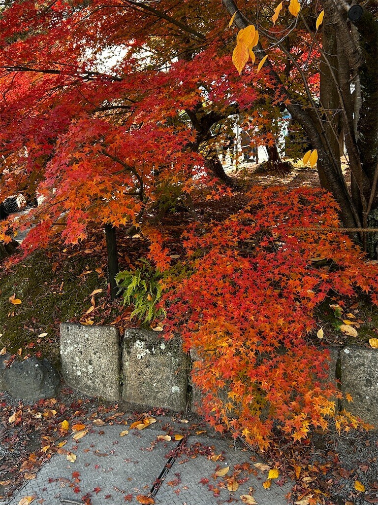 f:id:ezra8789:20251203200523j:image