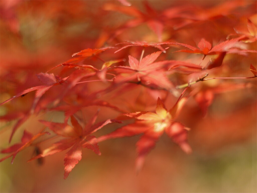 f:id:ezra8789:20251203200527j:image