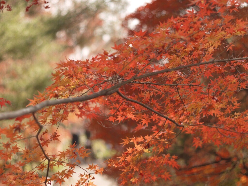f:id:ezra8789:20251203200534j:image