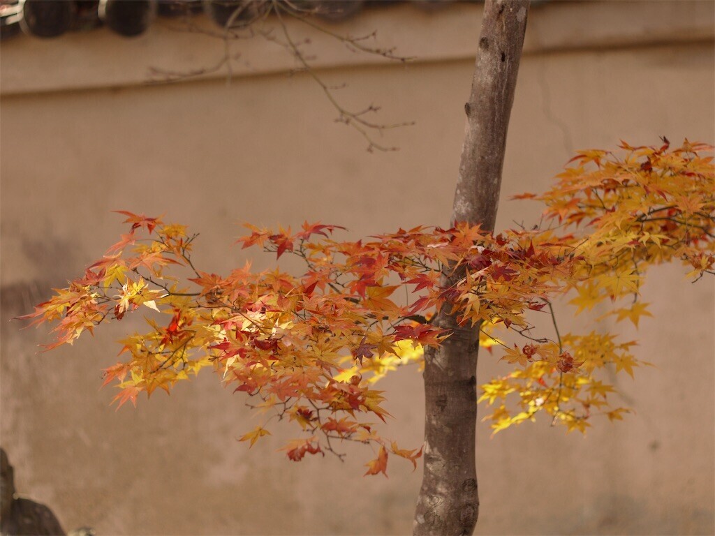 f:id:ezra8789:20251203200538j:image
