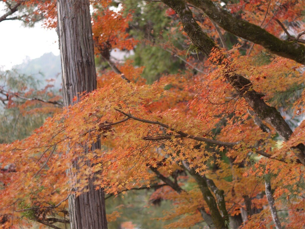 f:id:ezra8789:20251203200542j:image