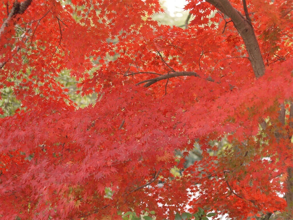 f:id:ezra8789:20251203200546j:image