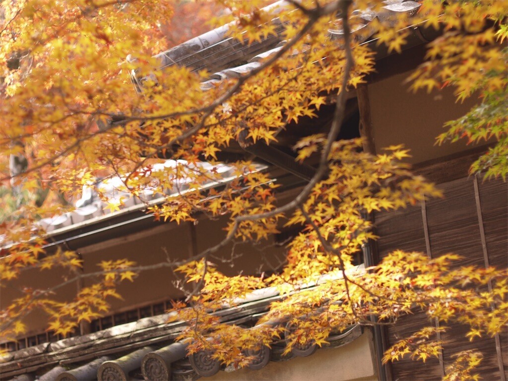 f:id:ezra8789:20251203200553j:image