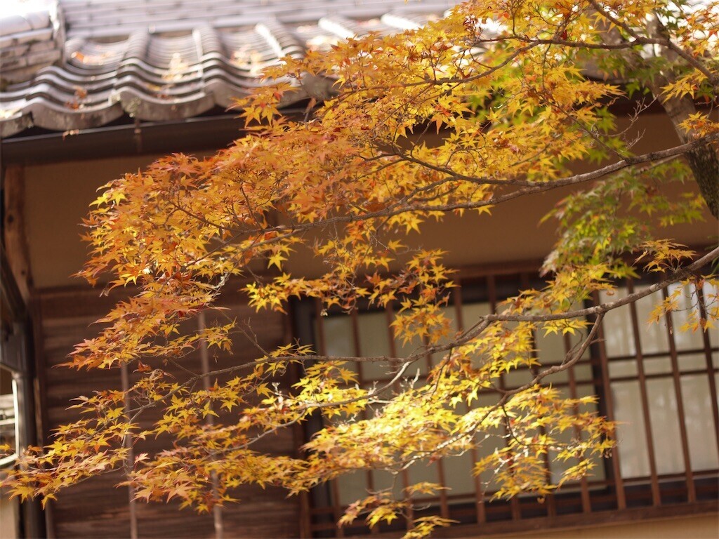 f:id:ezra8789:20251203200601j:image