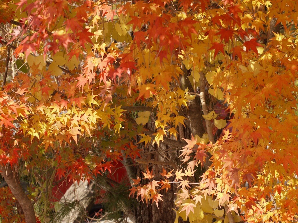 f:id:ezra8789:20251203200605j:image