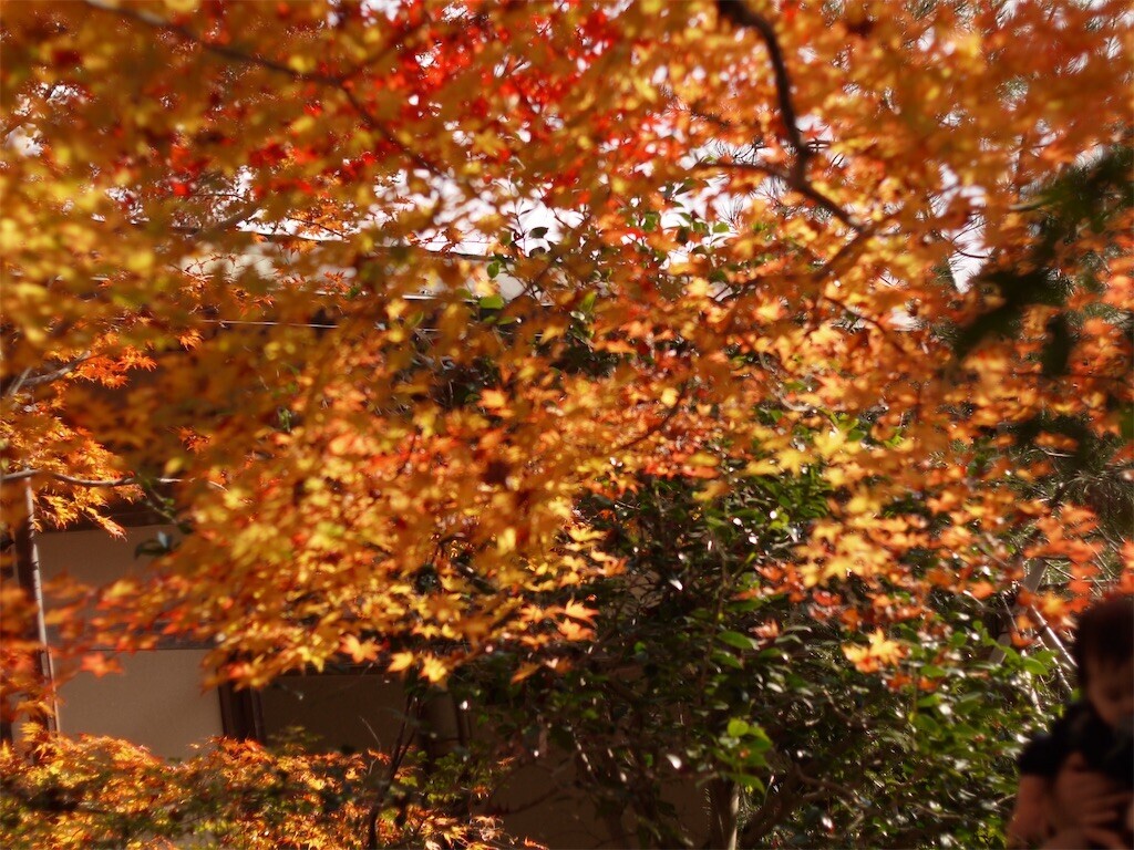 f:id:ezra8789:20251203200613j:image